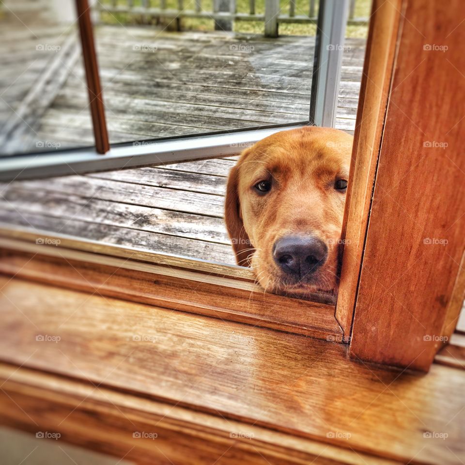 Please, May I Come In?