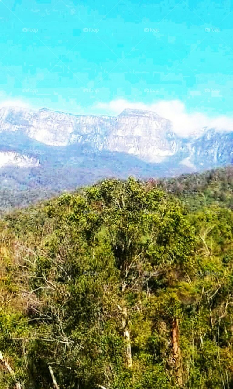 pohon, gunung, salju, awan
