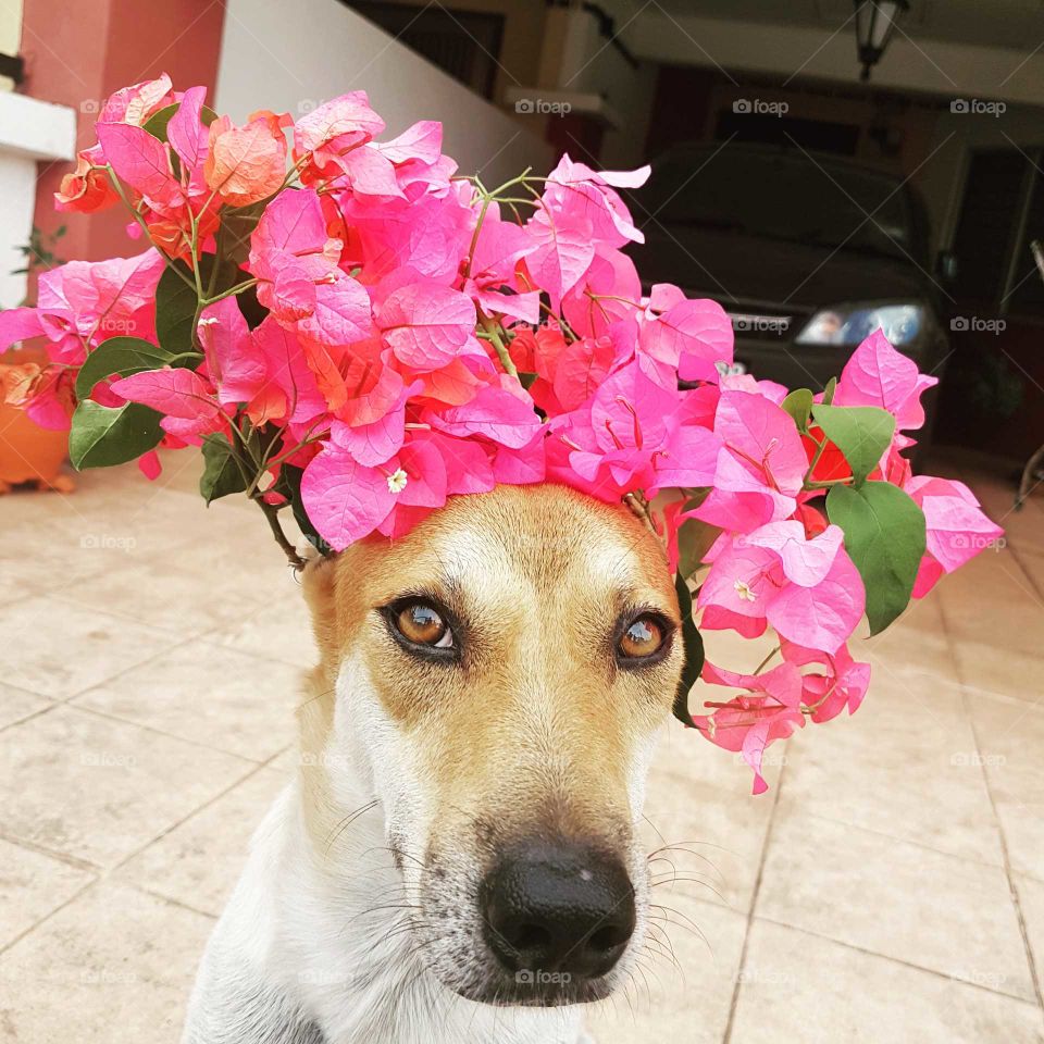 Flower Crown Dog