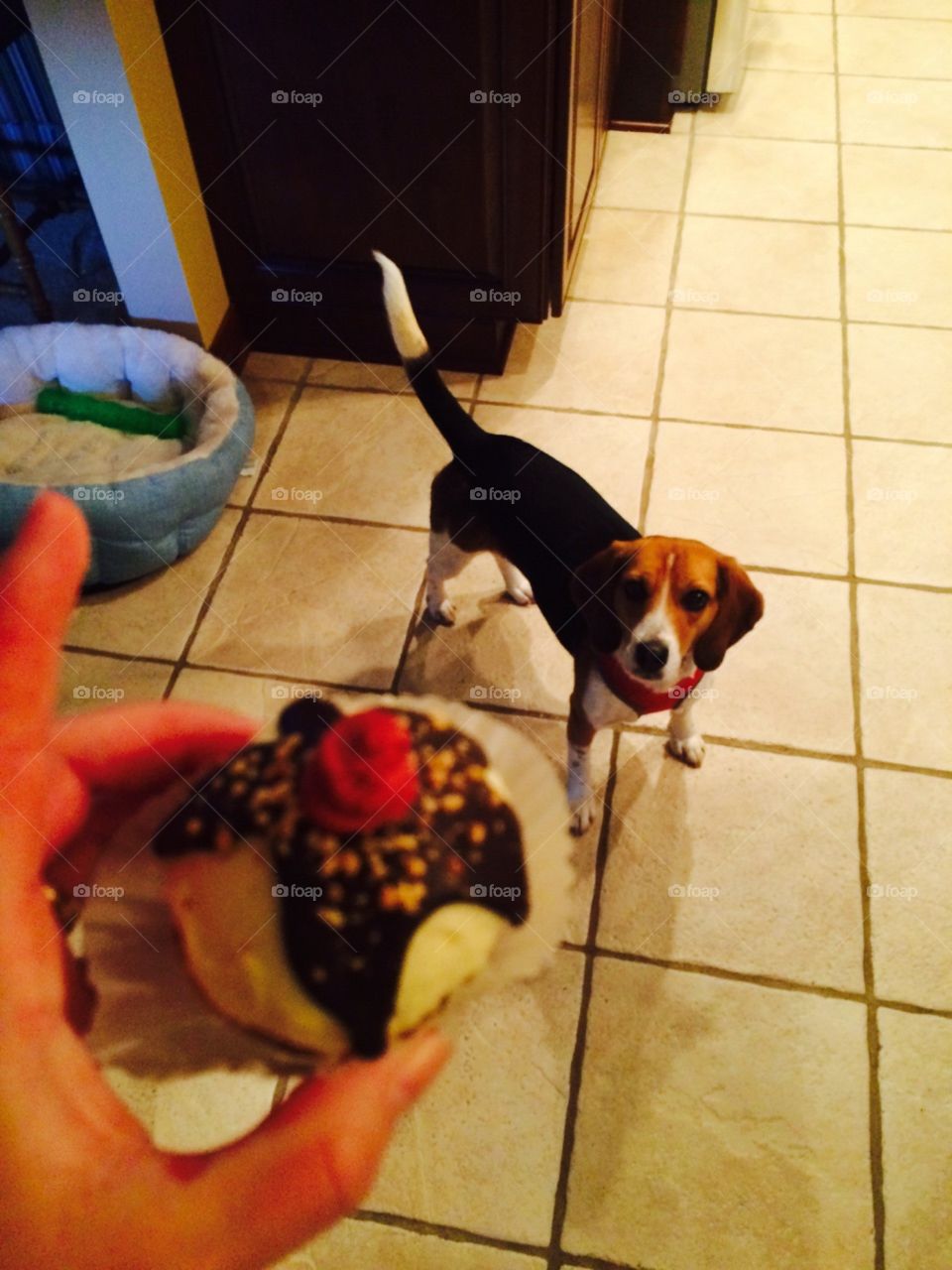 Beagle waits for first pupcake