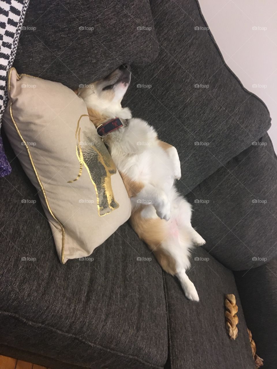 Corgi couch funny puppy dog