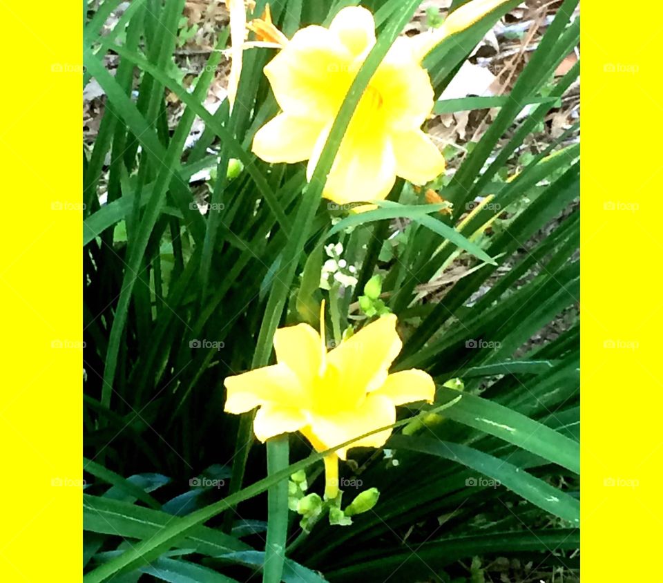 Have a great day lily . Day lilies blooming beautifully for summer 
