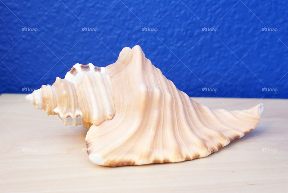 Seashell 