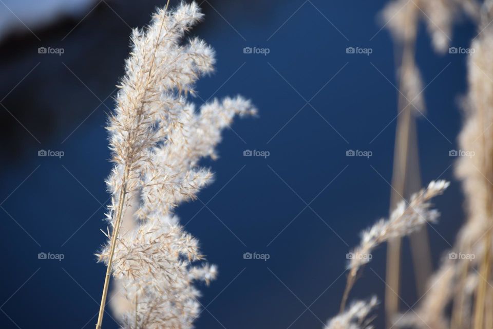 Schilfähren im Winter