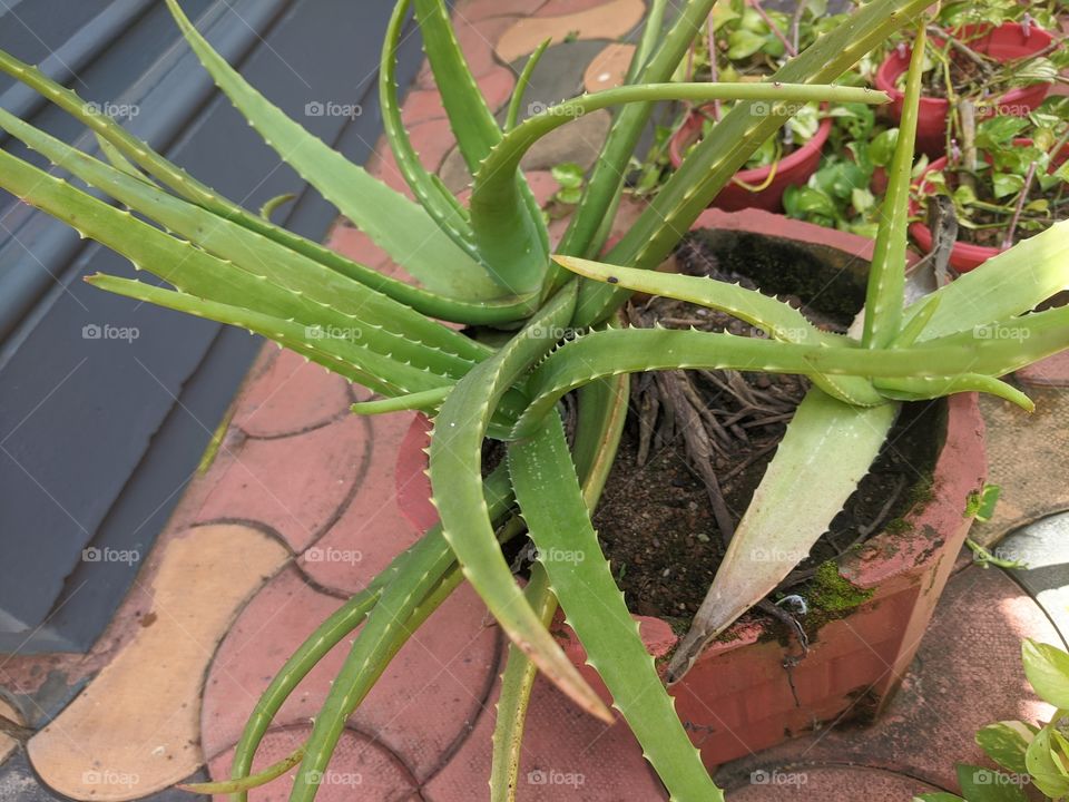 Eucalyptus! it's good for our health with various benefits and it's mostly useful to make our skin healthy !!!