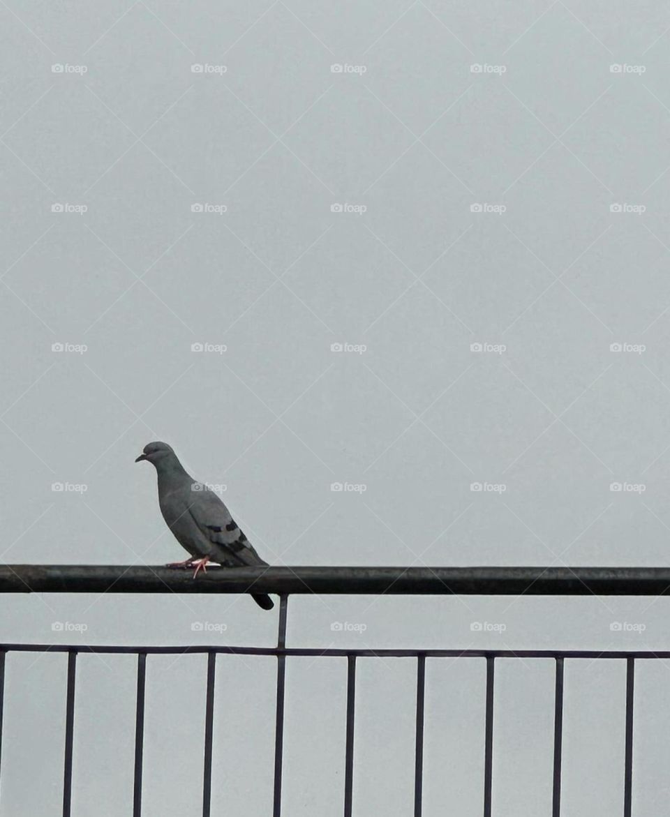 What is the pigeon thinking about ?