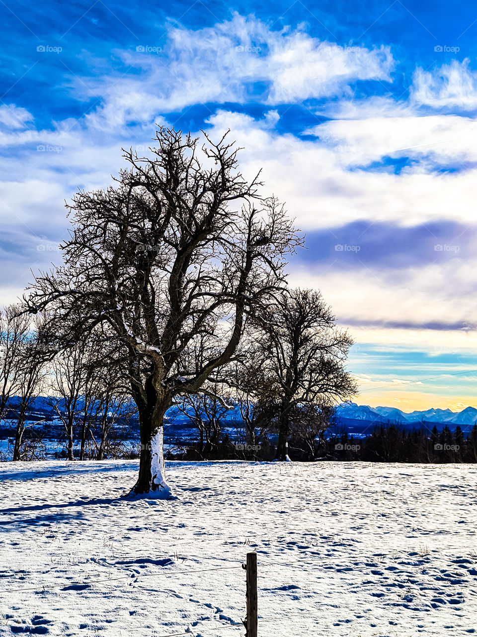 nature in december