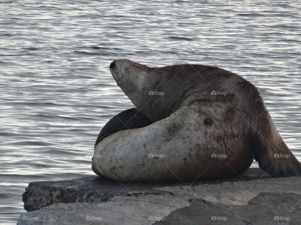 Seal's yoga
