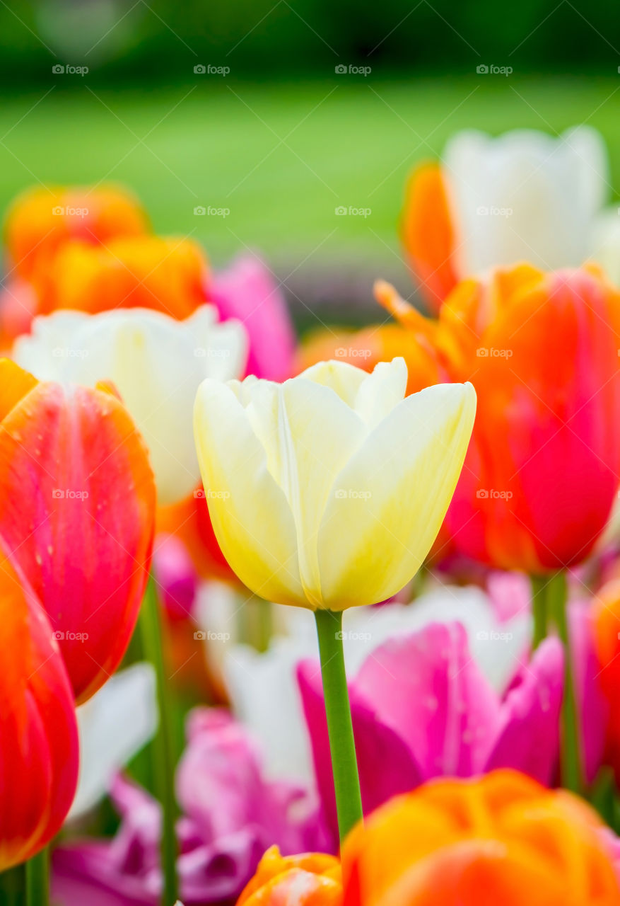 Colourful tulips