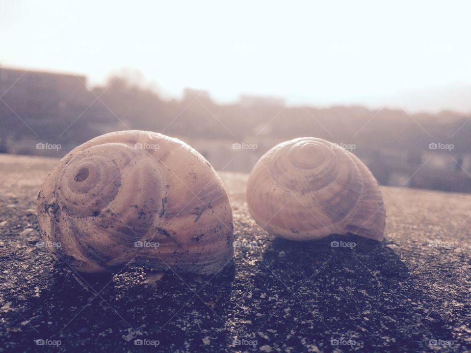 Shell, Nature, Desktop, Sea, Ocean