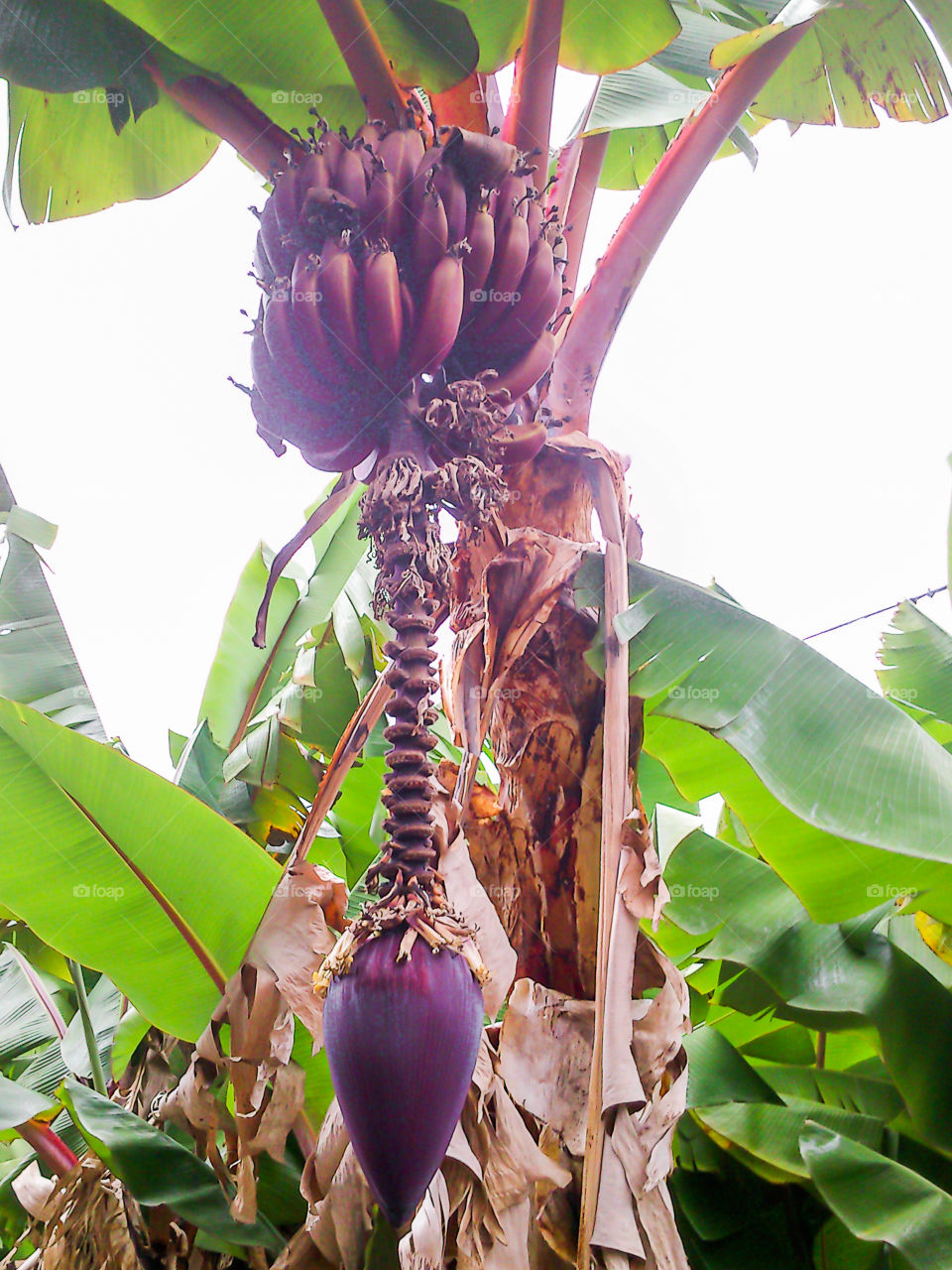 Banana tree and banana flower