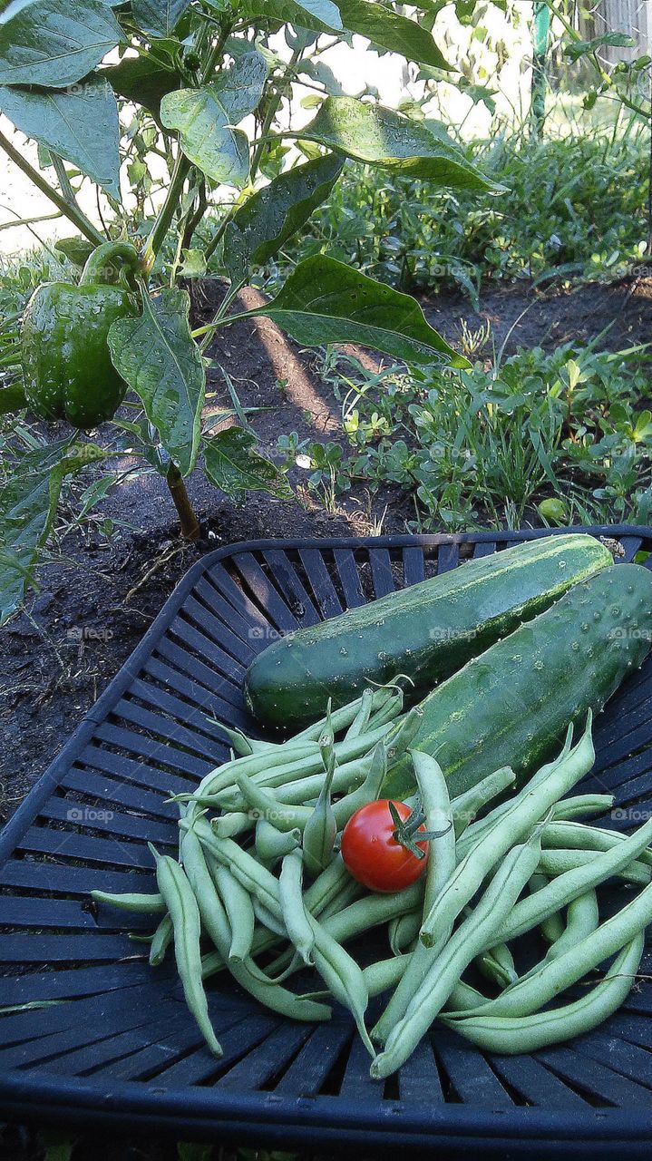 garden. having fun in my first gardens harvest. the beauty of food.