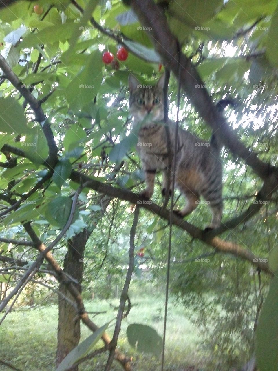 Cherry picking