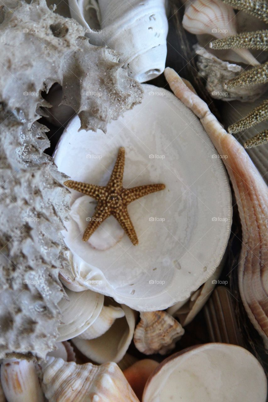 starfish on a clamshell.