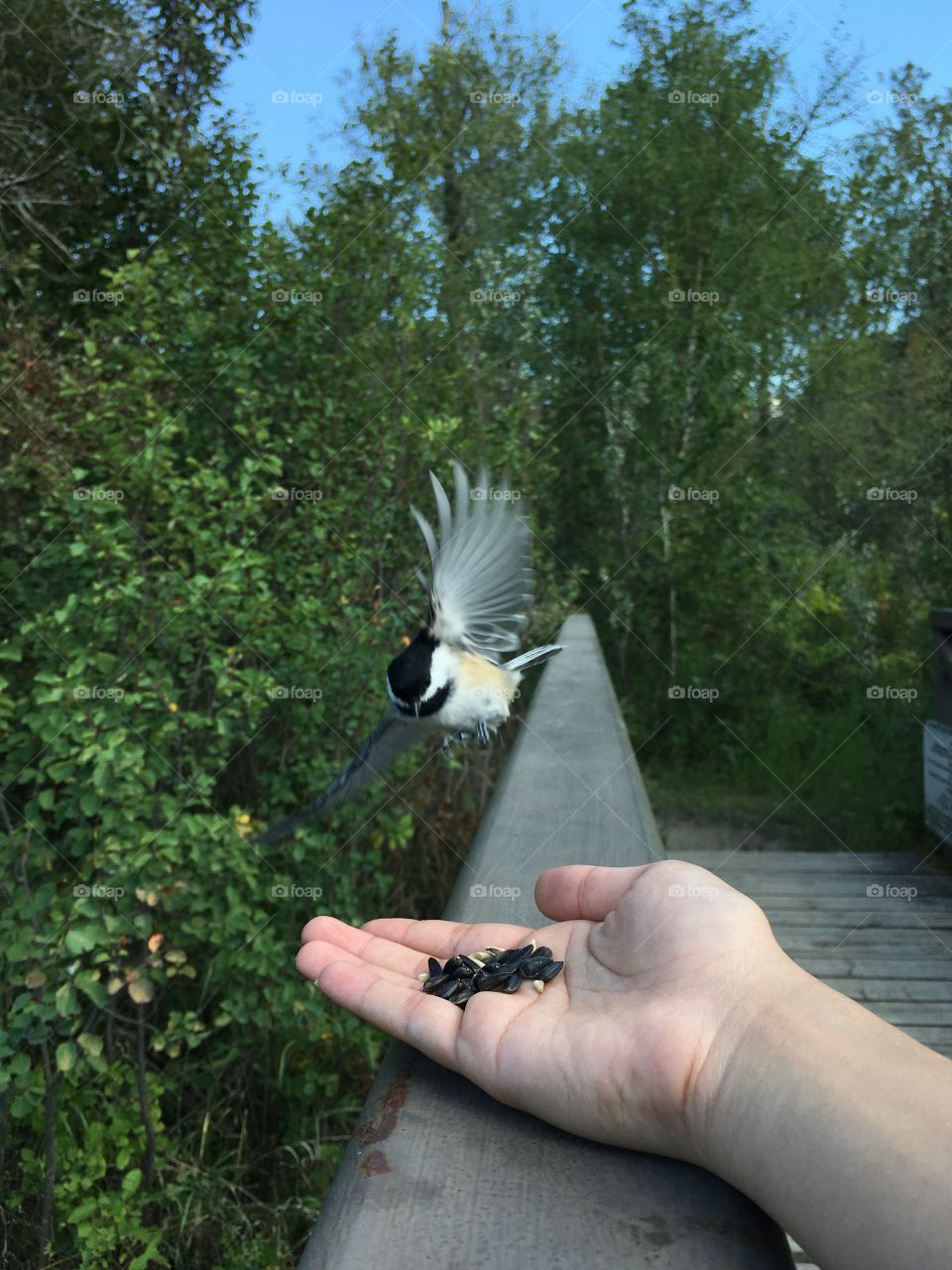 Chickadee landing on my hand 