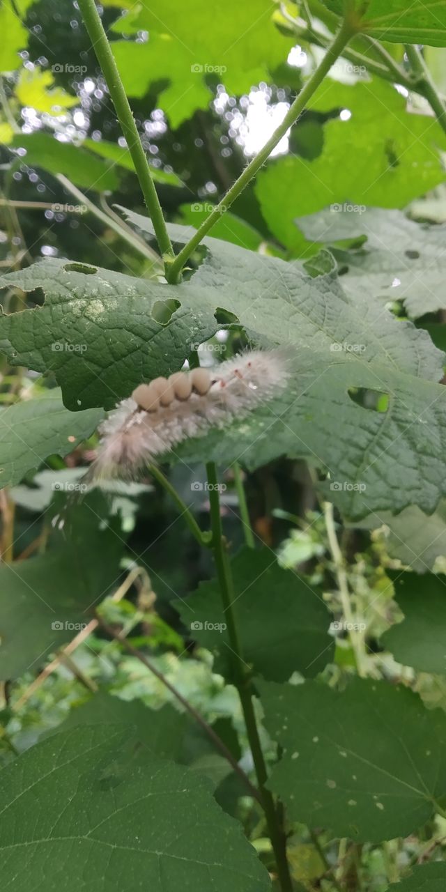 leaf-eating caterpillar