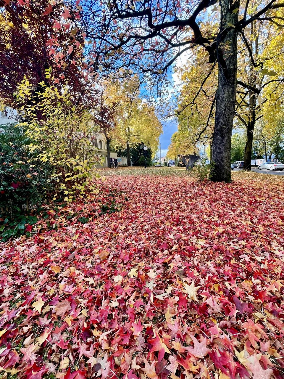 Autumn yellow red colorful leaves on the ground and autumn colors with trees at the park 