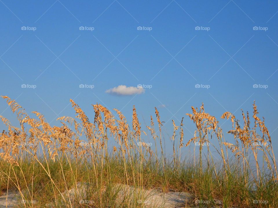 SUNNY DAYS - Golden colored sea oats glisten in the sun against a beautiful blue sky