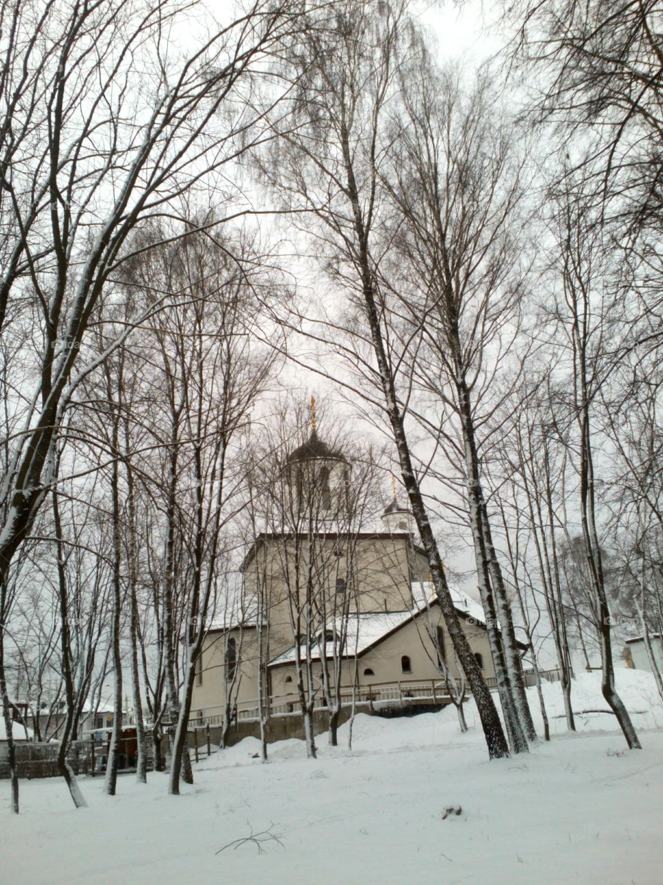 Winter, Snow, Cold, Tree, Frost