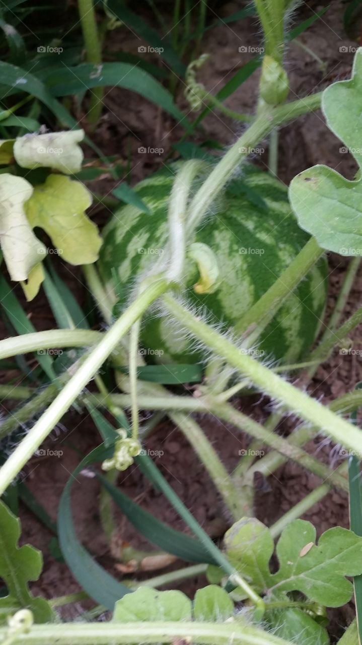 Garden. Watermelon in my garden