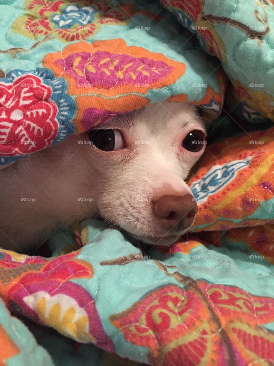 Chihuahua in Bed