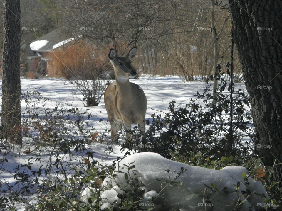 female deer in the snow in our front yard foraging for something to eat! 