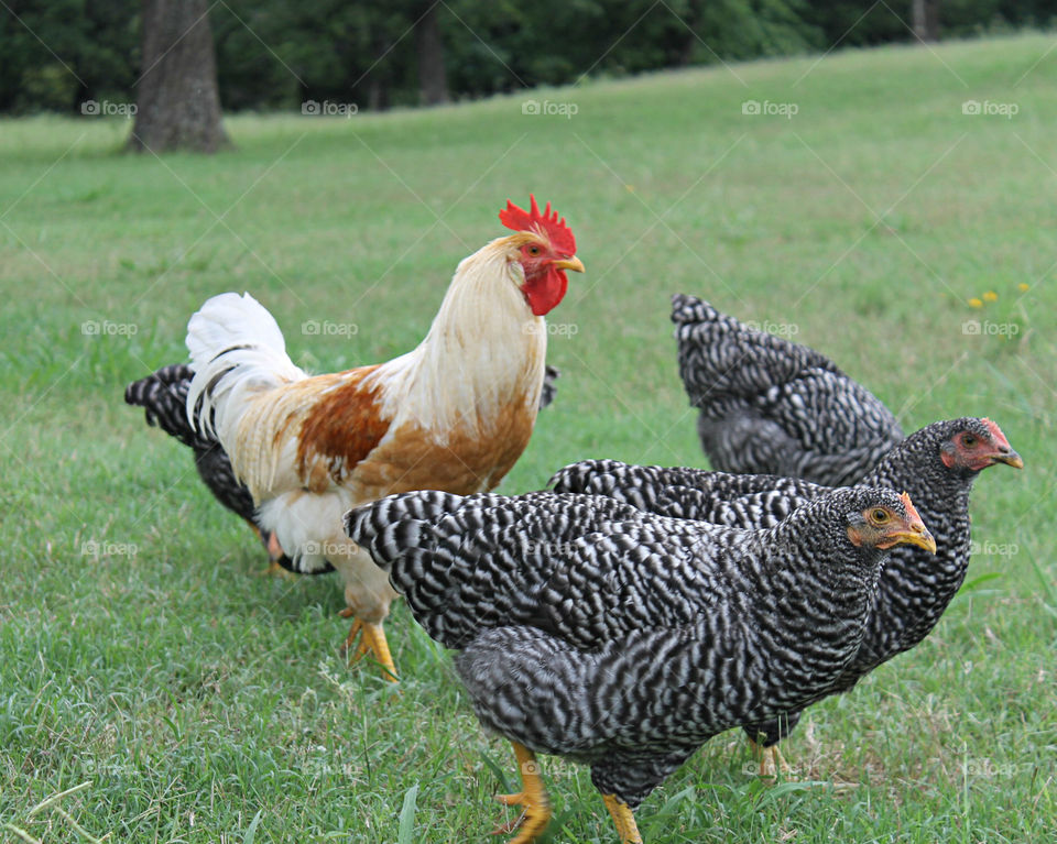 Rooster and hens
