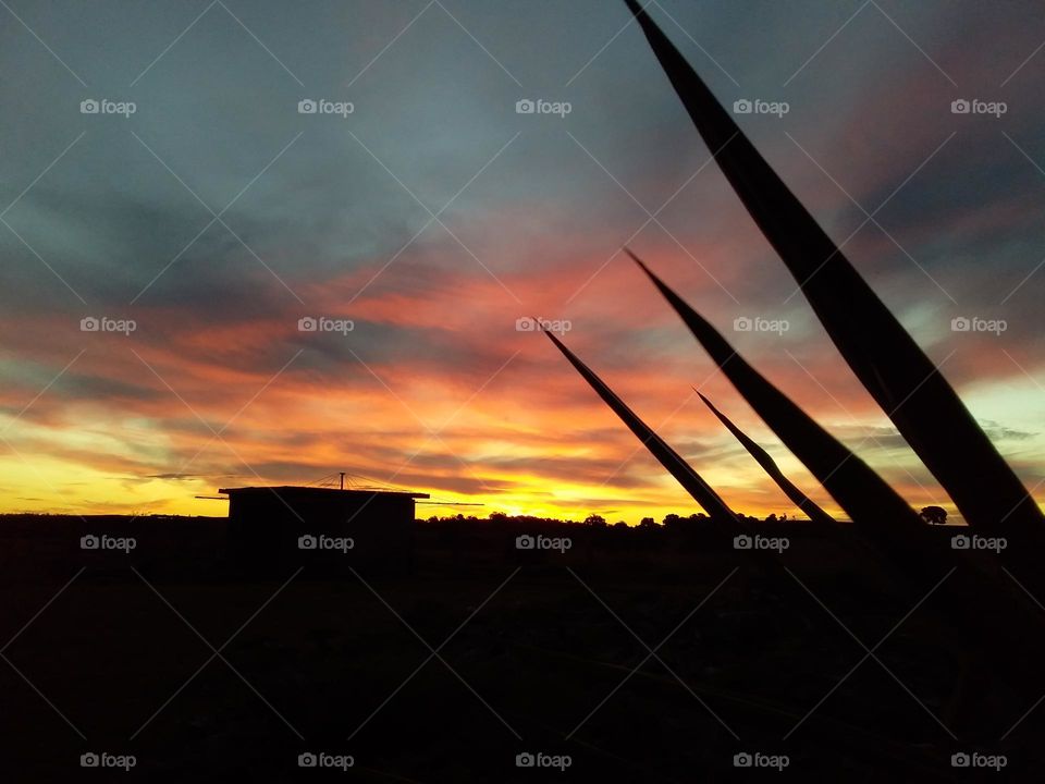 pretty sunset with a silhouetted farm shed and plant