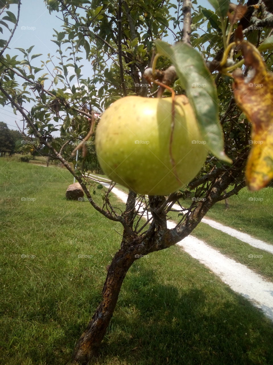 enjoying the beautiful day or maybe thinking about a bite of this apple. decisions.