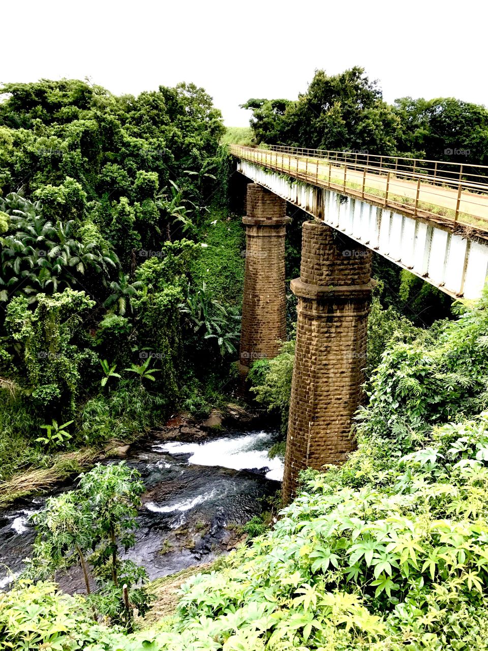 Bridge over the jungle river, Mauritius Africa