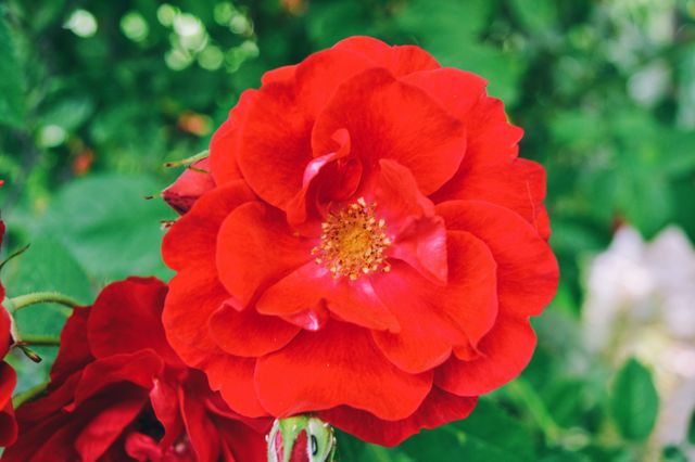 Garden rose 