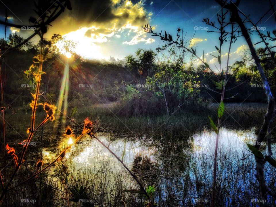 Swamp sunset