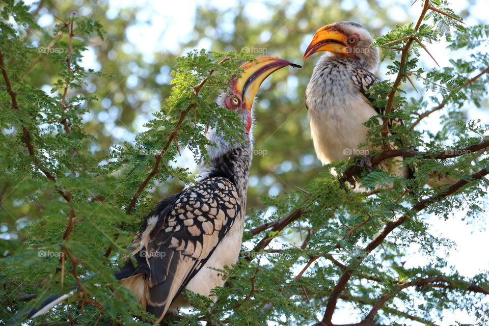 Southern Yellow-billed Hornbills