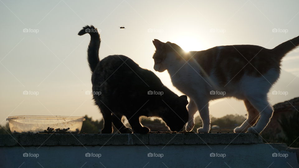 Sunset#cats#animal#nature#mountain#moment#magic#wild#couple#dinner