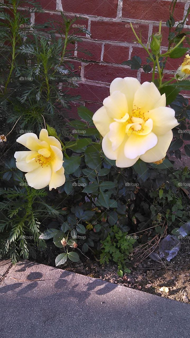 Flowers and trash. Out for a walk