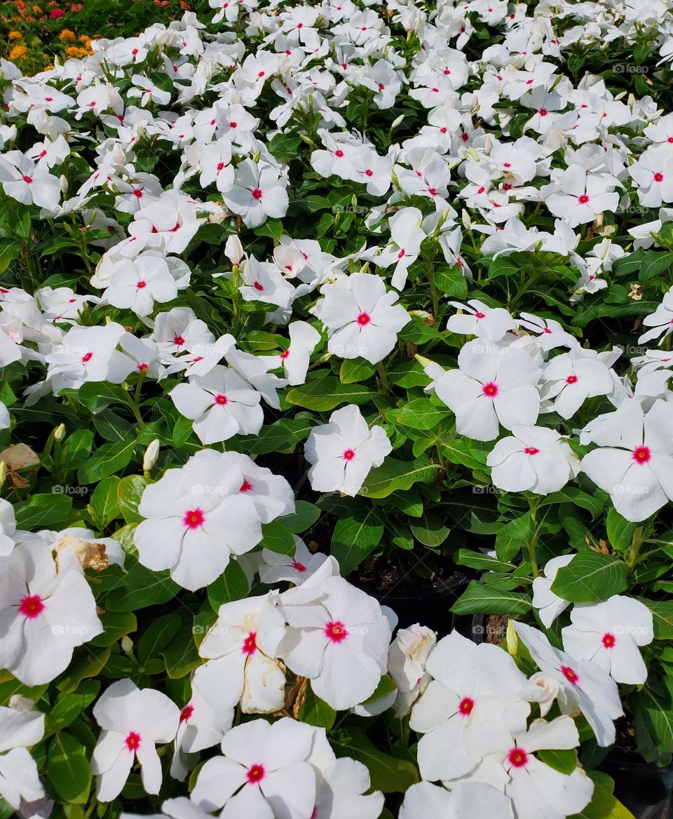White Flowers in the Garden