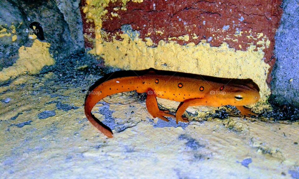 Orange Salamander