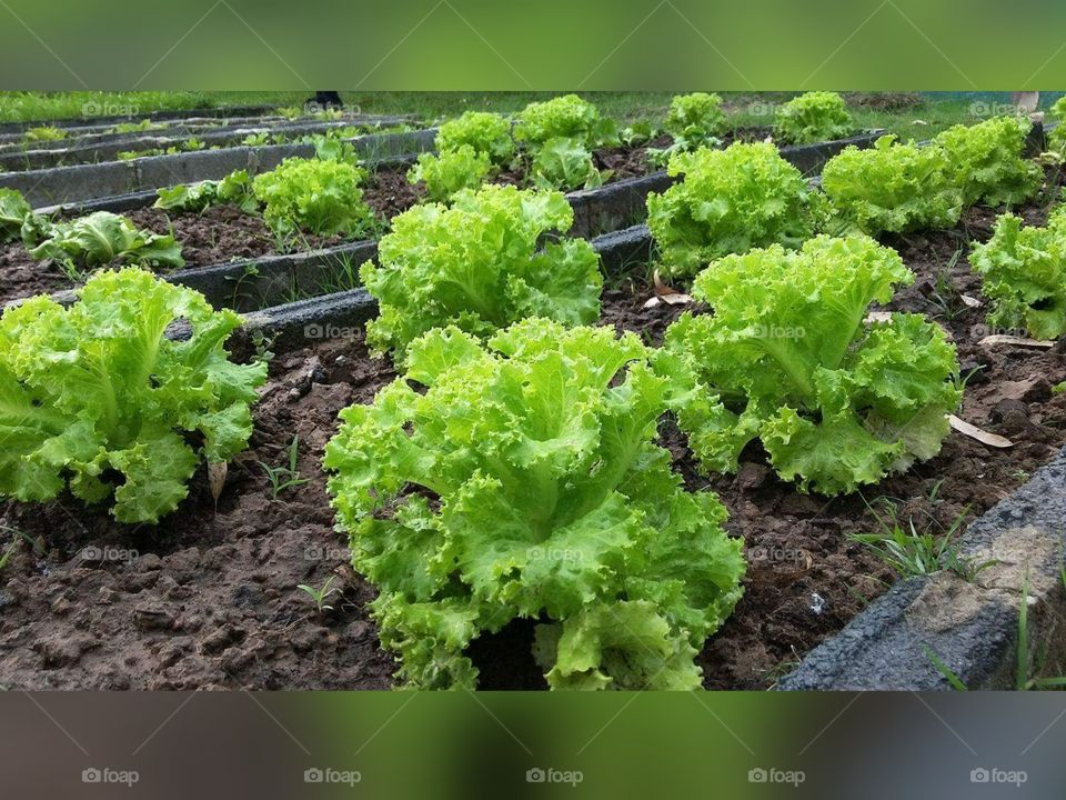 Clean vegetables​ must be​ free  of​ chemicals
