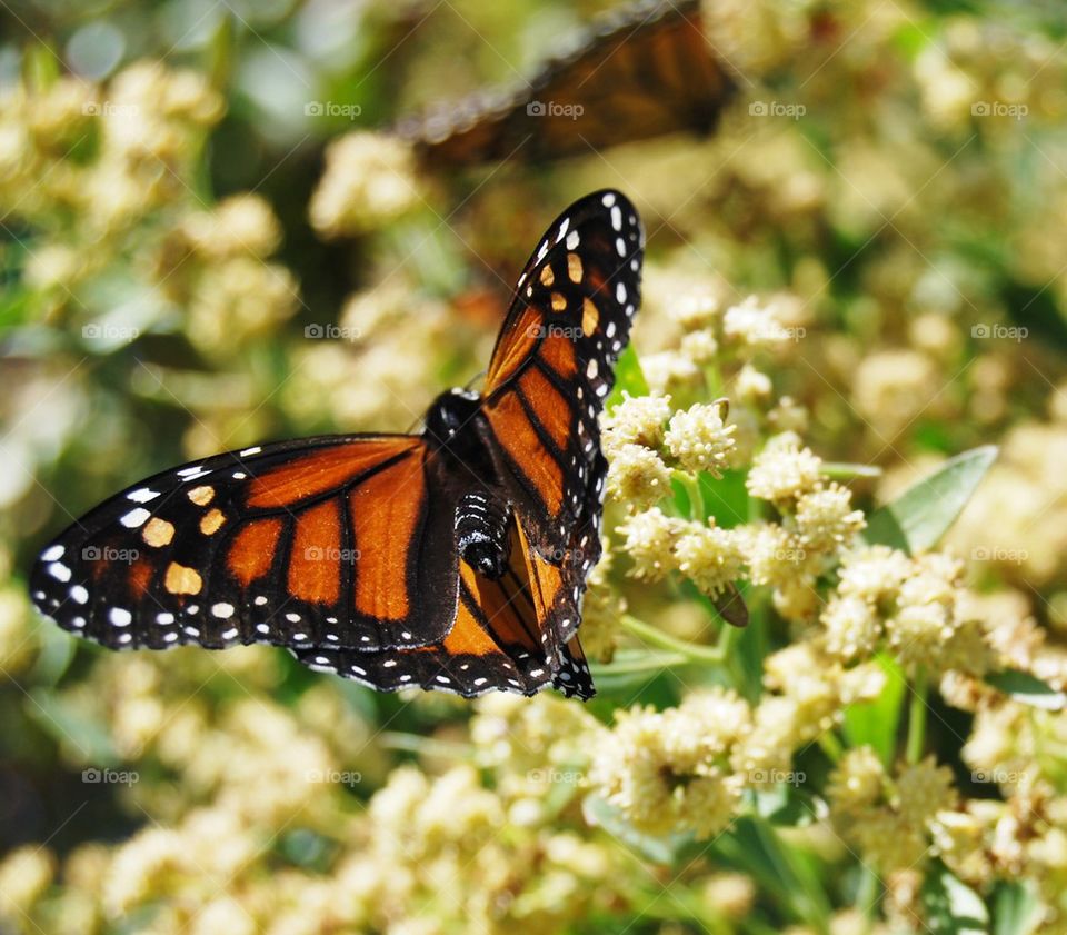 Monarch butterfly