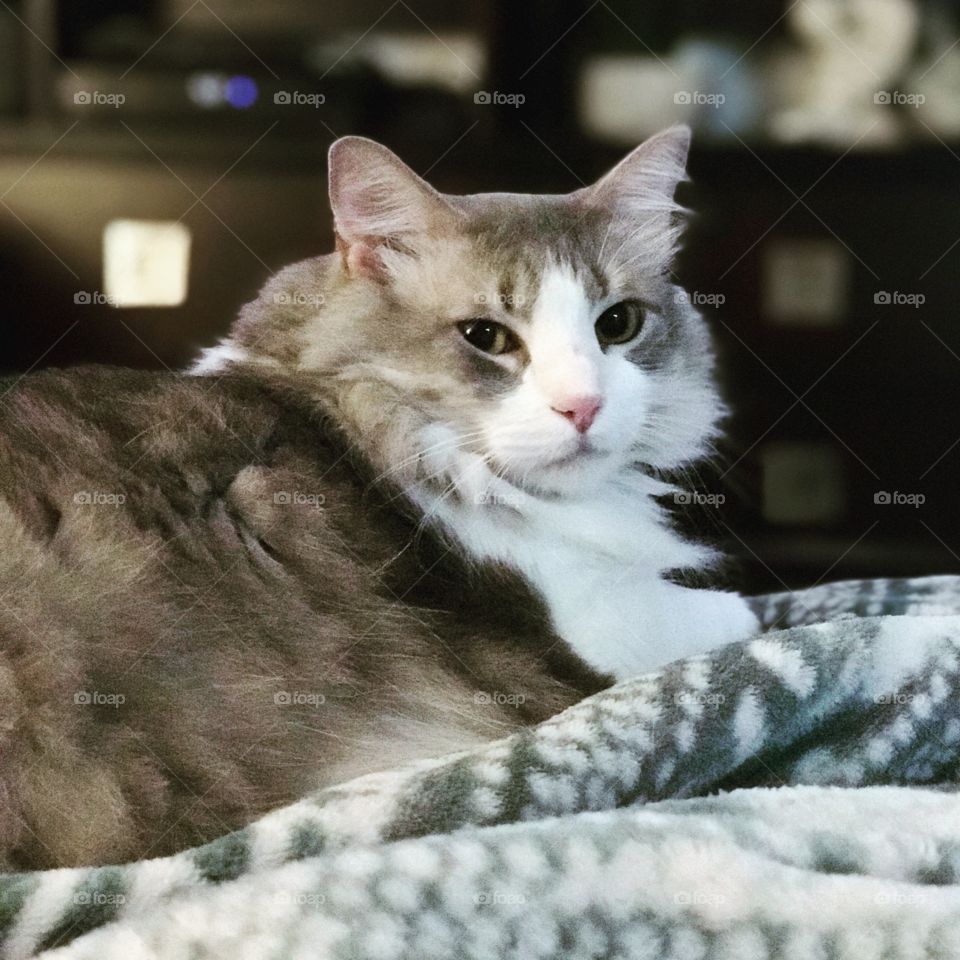 Jiffy relaxing on this lazy rainy day! Fuzzy kitty!