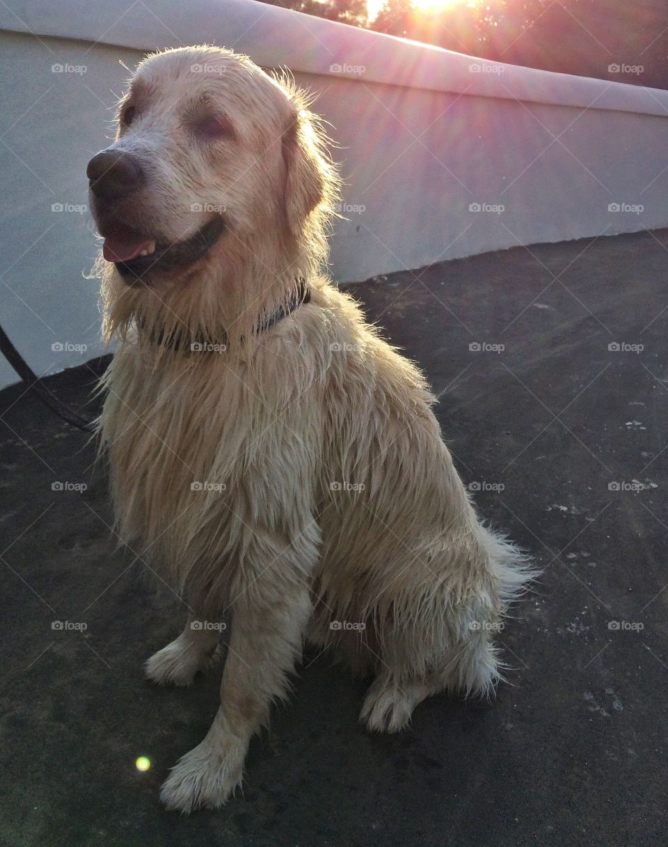 Sunshine dog. 