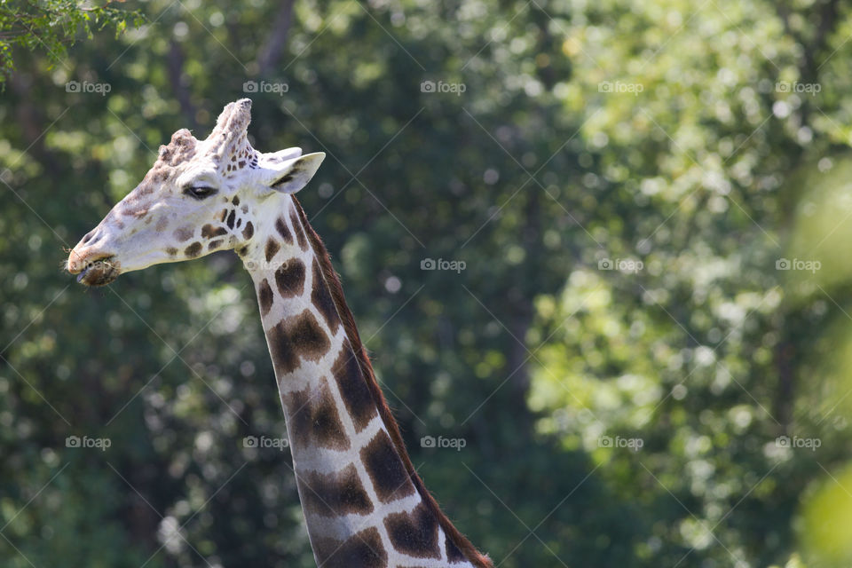 Giraffe walking