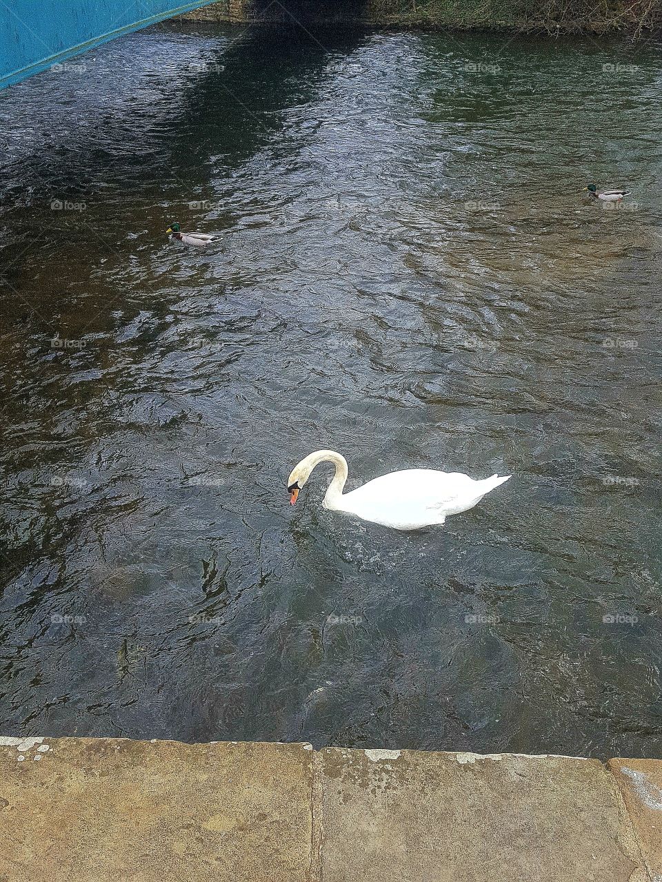 swan