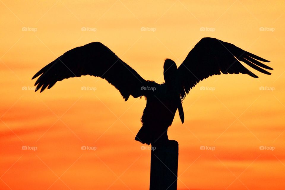 Pelican Silhouette