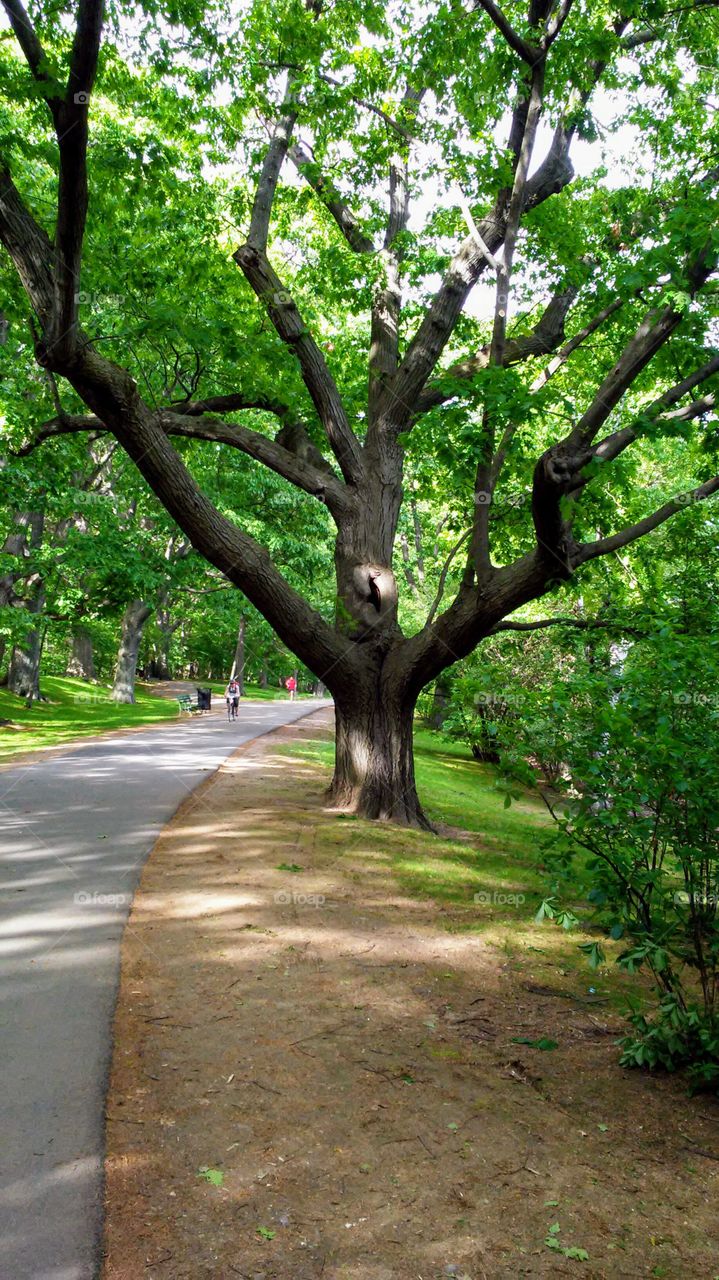 spring trees. active