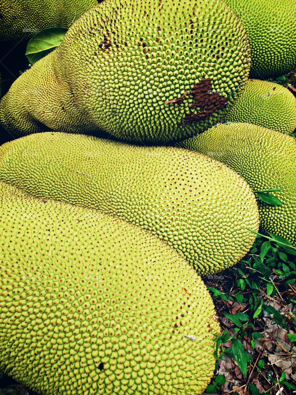 Jack fruit