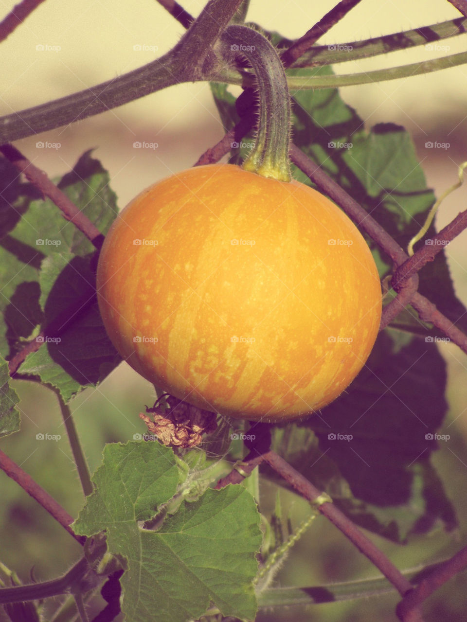 garden plant nice pumpkin by Senlace