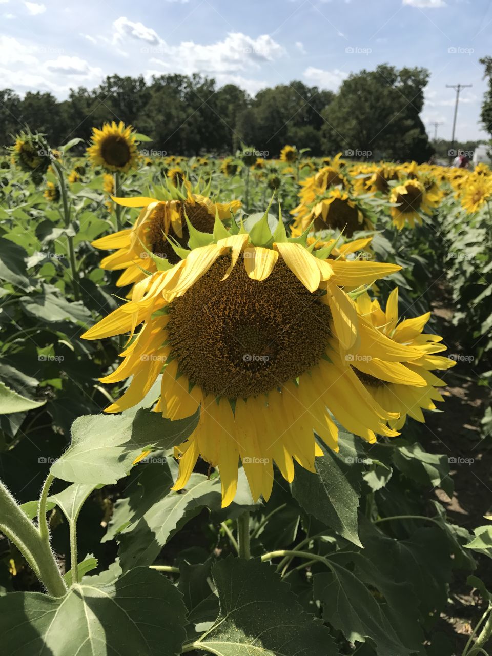Tecumseh Land Trust sunflower field in Ohio   