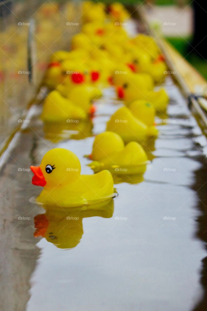 Numerous yellow rubber ducks floating in a water trough at a carnival game booth 
