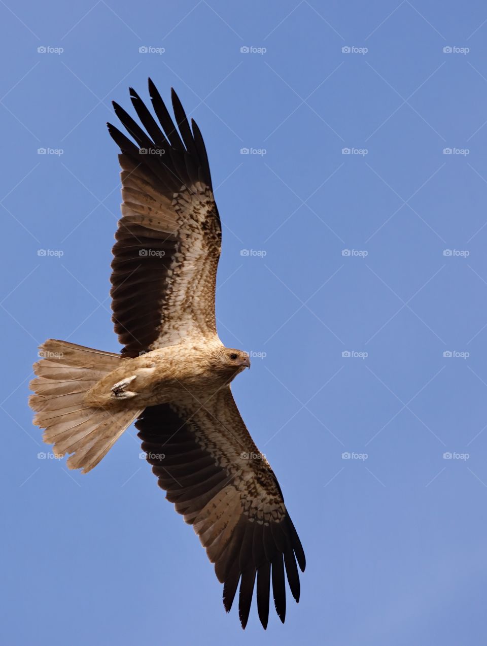 Whistling Kite 
H